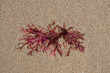 Red algae (Gelidium sesquipedale ) on the beach