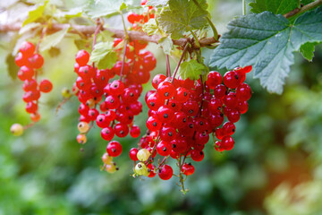 Wall Mural - Red ripe red currant berries on a bush in summer.