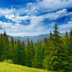 Wall Mural - Beautiful pine trees on background high mountains.