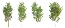 Set of ulmus trees with isolated on transparent background. PNG file, 3D rendering illustration, Clip art and cut out 