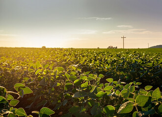 Wall Mural - Soy field at sundown sunset, row of plants in focus. Agro business concept