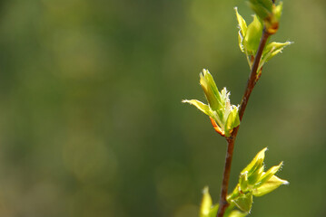 Wall Mural - Glowing backlit young spring leaves on natural green background