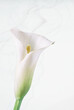A high key beautiful single white lily on a pale blue whispy background