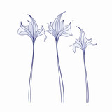 Fototapeta Dmuchawce - Botanical-inspired vector bluebell illustrations, perfect for eco-friendly designs.
