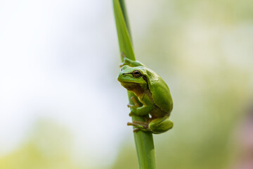 Wall Mural - Hyla arborea - Green tree frog on a stalk. The background is green. The photo has a nice bokeh. Wild photo