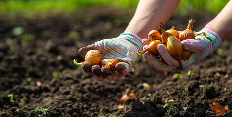 Wall Mural - A woman farmer plants onions in her garden. Selective focus.