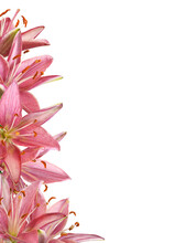 Pink Lily Flowers In A Floral Border Isolated On White Or Transparent Background
