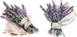 Bouquet of lavender clipart, isolated vector illustration.