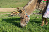 Fototapeta Zwierzęta - a shepherd's donkey with its saddlebag on its back, grazing on the green plateau,