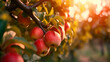 Fruit farm with apple trees. Branch with natural apples on blurred background. Generative AI