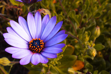 Sticker - Isolated Gerbera