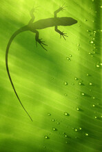 Banana Leaf Backlit With Water Drops And Lizard Shadow
