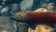 Chinook salmon in stream