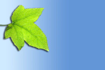 Poster - Green leaf on a blue background with clipping path and copy space.