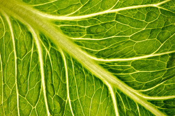 Sticker - lettuce leaf close-up as an organic background