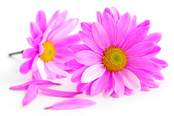 Wall Mural - Closeup of pink flower blossoms on white background