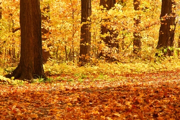 Poster - Scenic view of colorful forest in the fall