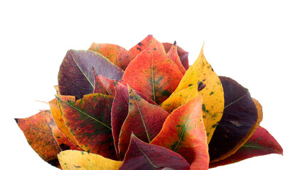 Canvas Print - Collection of autumnal leaf