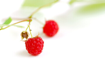 Wall Mural - Macro of raspberry branch on white background