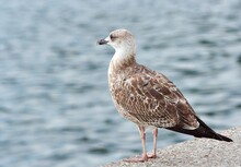 Portrait Of A Young Seagull Watching The Sea