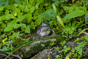 Sticker -   The green frog (Lithobates clamitans) or Rana clamitans, native frog to eastern North America