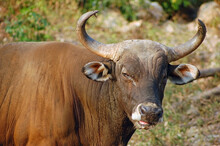 Bull Banteng Wild Ox From South-east Asia