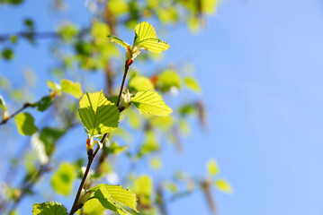 Canvas Print - Young spring green leaves on blue sky background