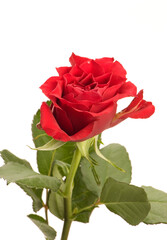 Wall Mural - A red Rose against a plain background.