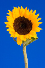 Canvas Print - Sunflower against a Blue Background