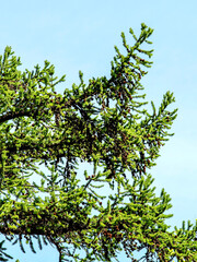 Wall Mural - fresh bright green crown of an old larch tree in the city park