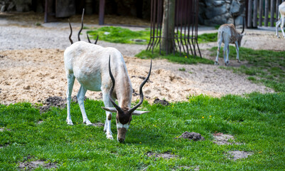 Wall Mural - Addax nasomaculatus grazes on green grass