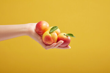 Wall Mural - A hand of woman is holding ripe peaches (prunus persica) on a yellow background. Peaches are very nutritious and can provide many health benefits. Front view