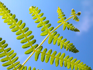 Wall Mural - Green leaf on the blue sky