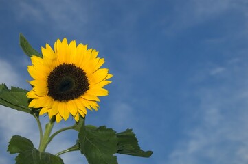 Canvas Print - sunflower with leaves against blue cloudy background