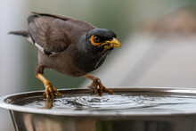 Isolated Extreme Close Up Portrait Of A Single Mature Common/ Indian Myna Bird Drinking Cold Water During A Hot Summer Day In Its Domestic Surroundings- Rehovot Israel