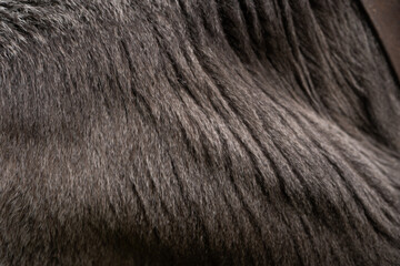 detail of the fur from a young cow