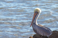 Brown Pelican Perched On Coastal Rock On The Central Coast Of Cambria California United States