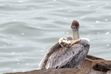 Wall Mural - Two pelicans resting on the central coast of Cambria California United States