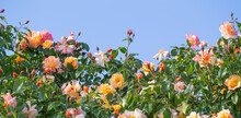Yellow Roses And Blue Sky Free Stock Photo - Public Domain Pictures