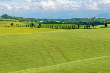 Wall Mural - The green Tuscan countryside in spring in Orciano Pisano, Pisa, Italy