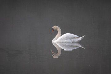 Aufkleber - a minimalistic view of a mute swan in the early morning mist. It is reflected in the water and there is clear natural space all around for type