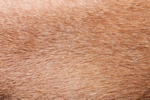 Brown Fur Background