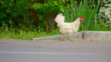 Chicken is walking on the road and lookong for a food. White farm bird near house. Food concept.