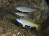 Fototapeta  - キビレブダイの幼魚とアオブダイの幼魚