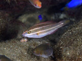 Fototapeta  - イチモンジブダイの幼魚