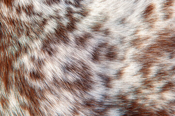 Wall Mural - beautiful spotted fur close-up. texture of brown animal wool. dog fur.