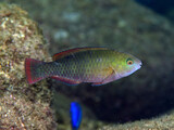 Fototapeta  - オビブダイの幼魚