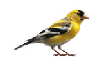 Fototapeta  - Goldfinch isolated on transparent background created with generative AI technology