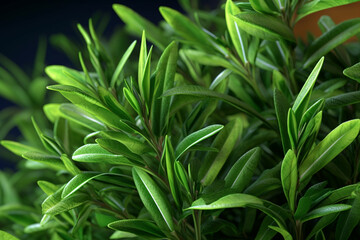 Aufkleber - An image showcasing fresh tarragon leaves, with their long and slender green appearance.  Generative AI technology.
