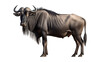 Wildebeest isolated on transparent background created with generative AI technology